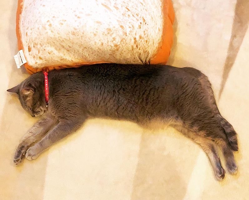 お休み風味な正月に見た